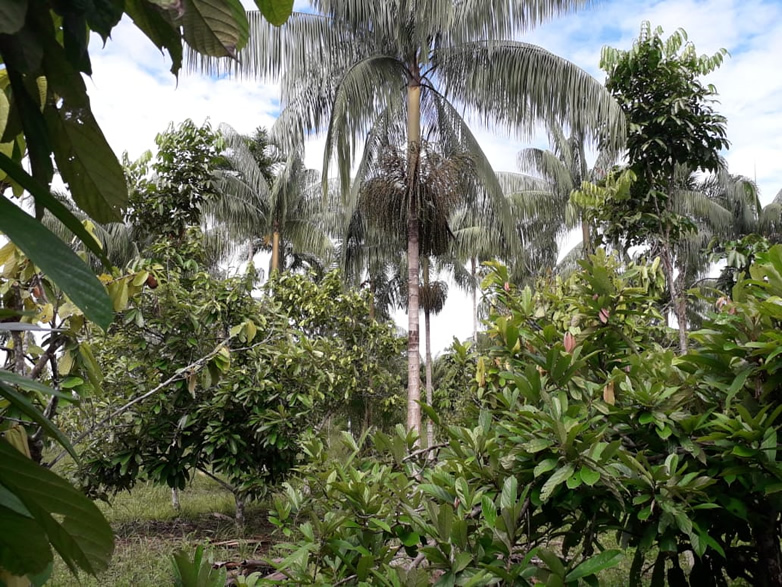 Example of RECA’s Agroforestry Systems.png