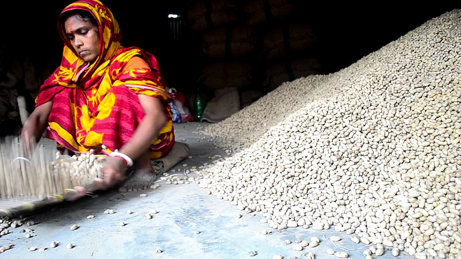 Groundnut 04_Md Rashedur Rahman_01720041552.jpg