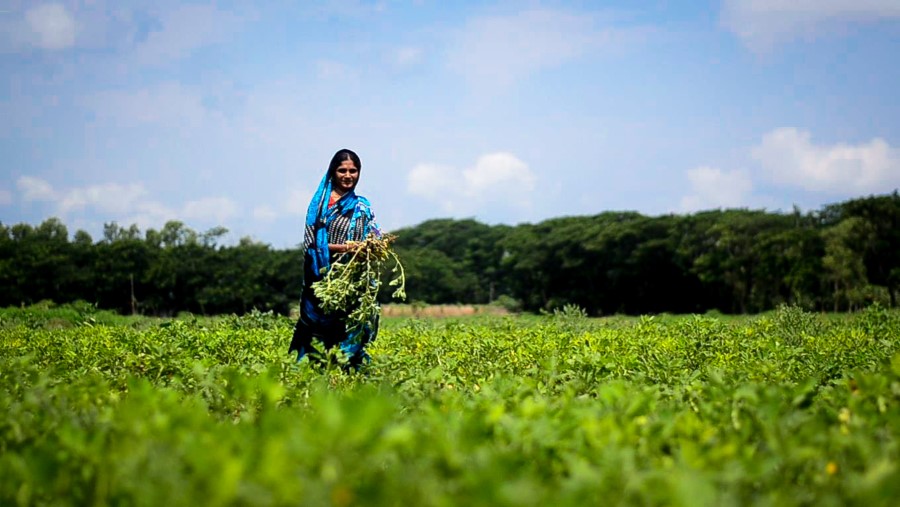 Introduction of improved groundnut seeds tranforms farmers incomes in Southern Delta (Ranking - 5).jpg