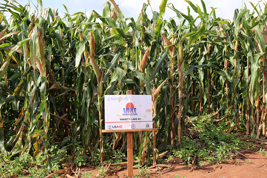 Lake Agriculture hybrid maize seed production according to the SADC HSRS, variety Lake 601 .JPG