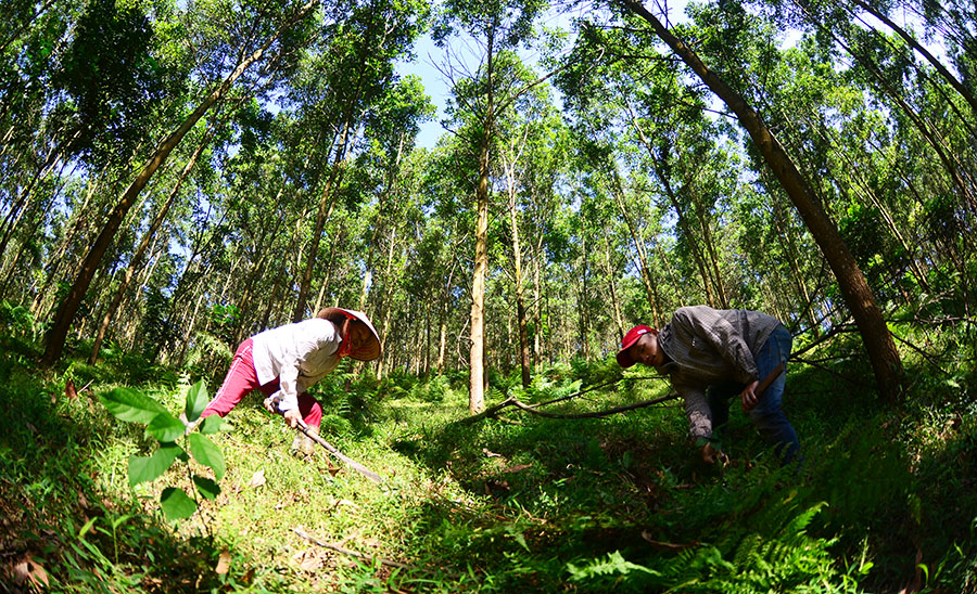 Plantation forest.jpg