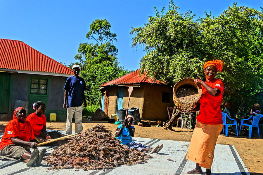 Sorghum drying.JPG