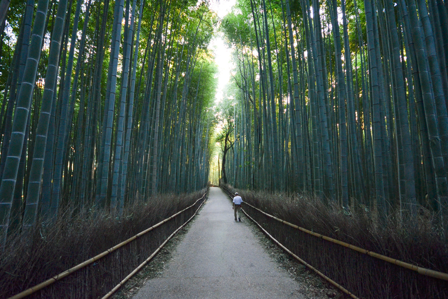 Photo of a bamboo grove in Kyoto, Japan