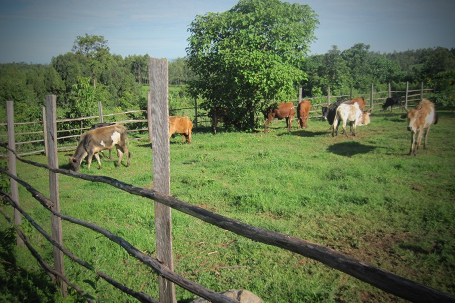 Photo of grazing dairy cows.