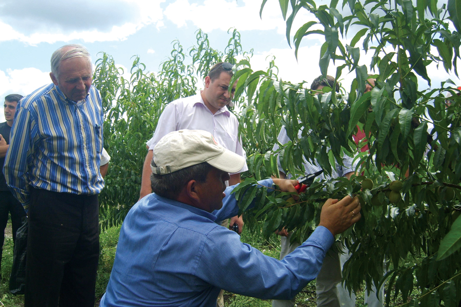 Photo of a man pruning a fruit tree.