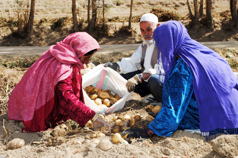 Photo of potato farming in Afghanistan
