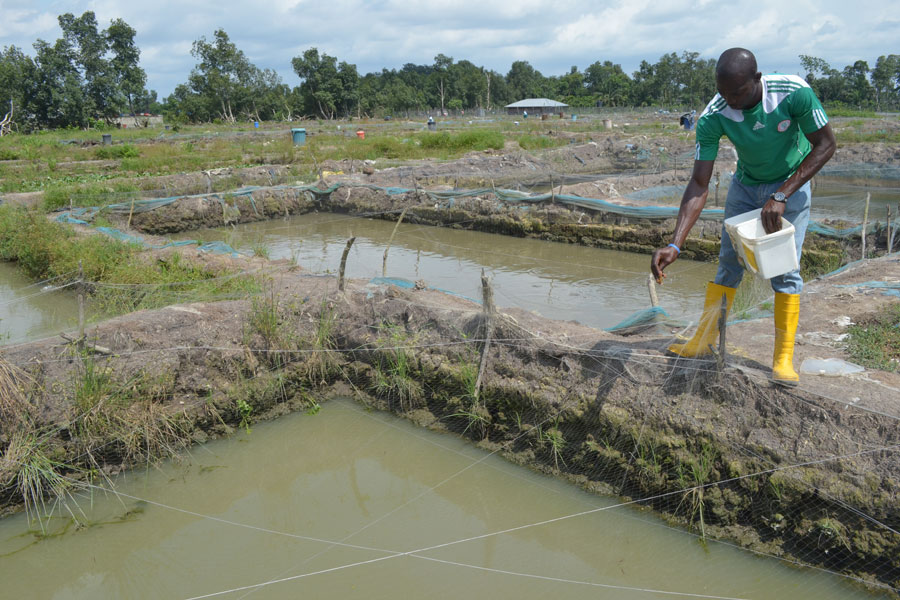 Photo of fish farming in the Niger Delta.