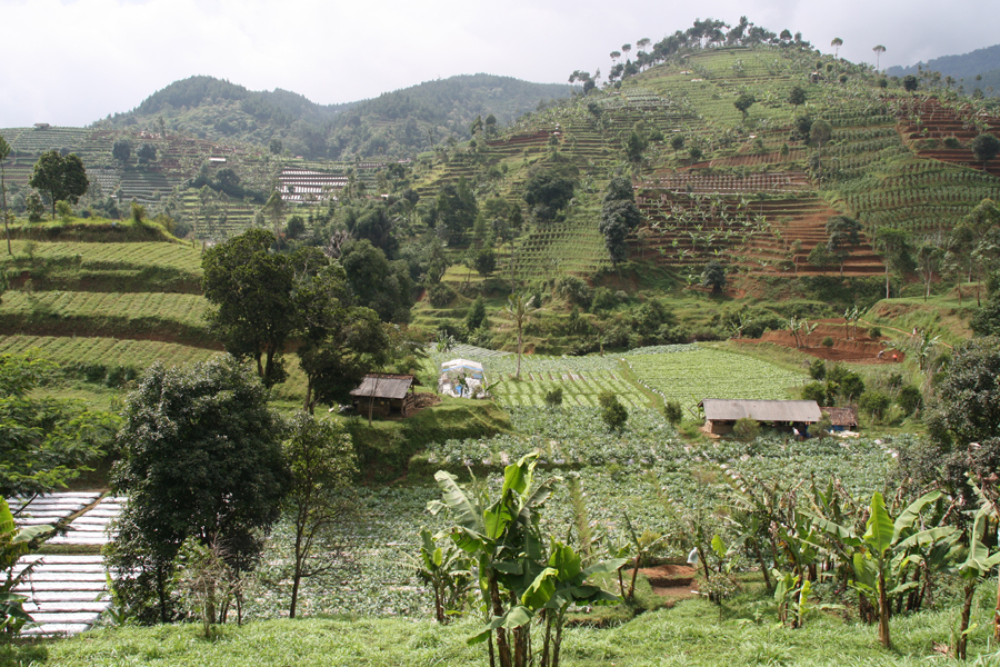 Photo of a terraced farm.