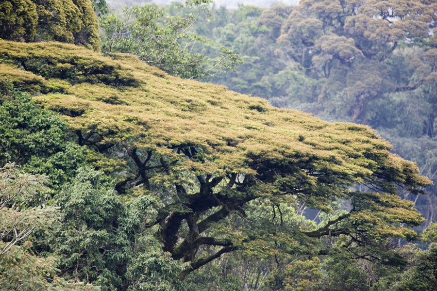 Photo of Newtonia Buchananii trees.