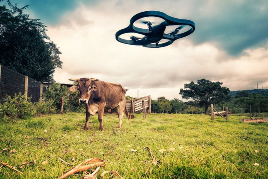 Cow and Drone