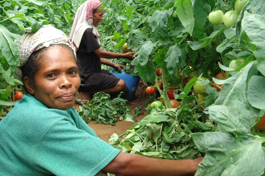 Photograph of a Timor-Leste farmer.